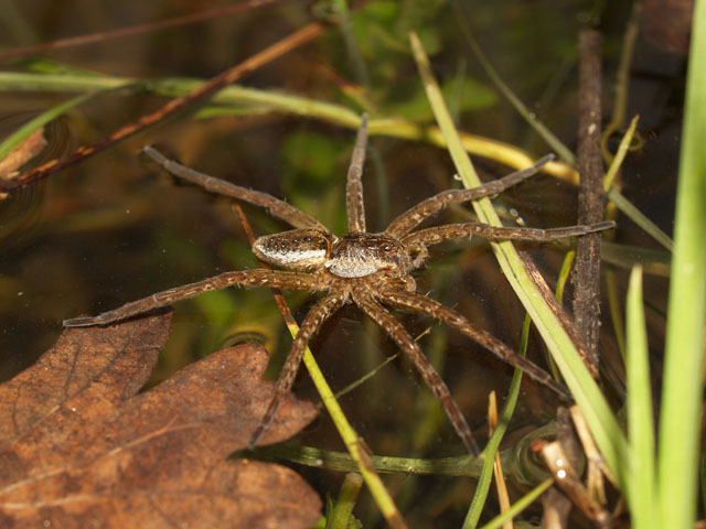 Dolomedes plantarius